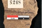 Foto (Detailansicht) von Sequoia hardtii Endl. (NHMW-GEO-2024-0188-8248)